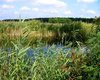 Wald in Duesseldorf
